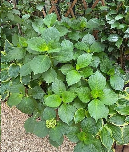  比绿色植物长|绣球只长叶不长花苞？跑不出这3大原因，学会了，花开满枝头