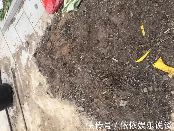养花技巧老花匠告诉你3种土别乱用，3种肥不能施