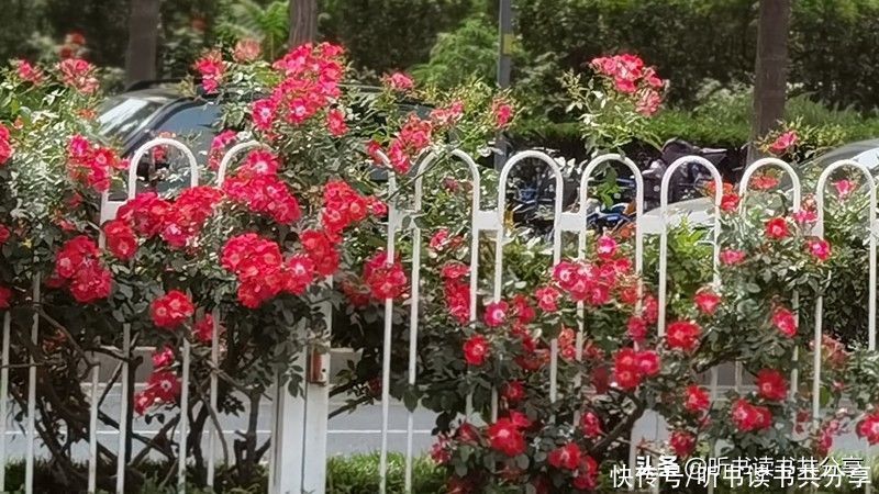 月季|没有最美只有更美的北京月季