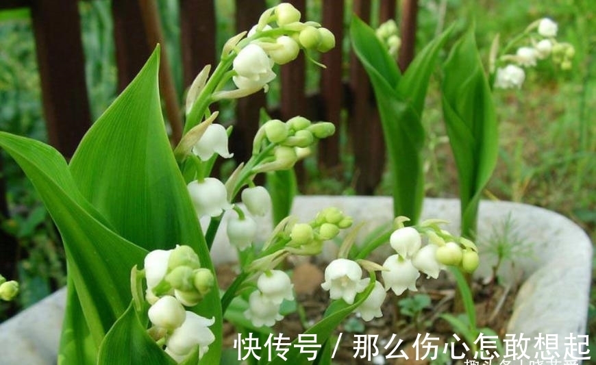 数据库|漂亮的有毒花,认识20种“大毒花”,涨知识不吃亏