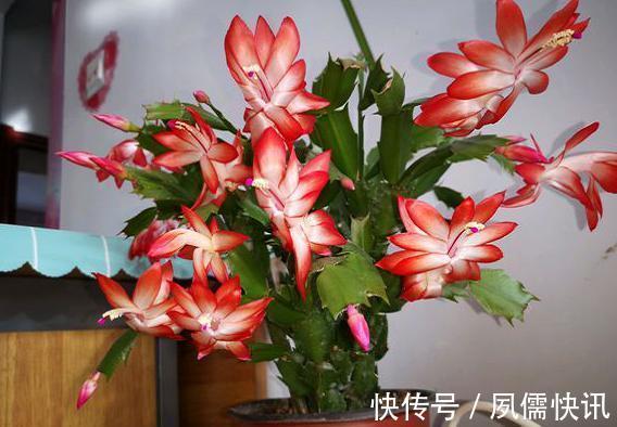 叶片|给蟹爪兰浇水很简单,一年四季分“两段”,根壮叶肥,开花满盆