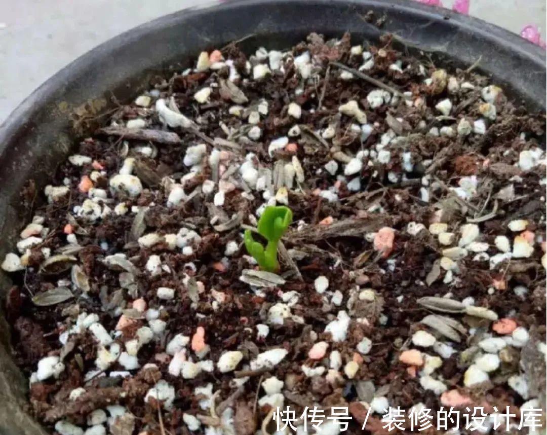 芦荟|8种花像“老母猪”,种一棵,生一窝,多得没地方养