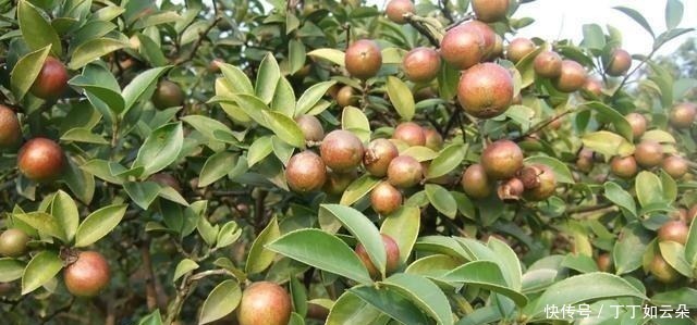 茶籽油|以前农村常吃的茶籽油,为什么现在都没有了,茶籽油去哪了!