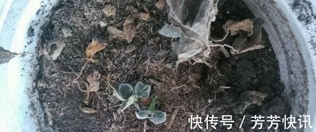 大岩桐|夏天这8种花赶快“断水”，一瓢水就能要了小命