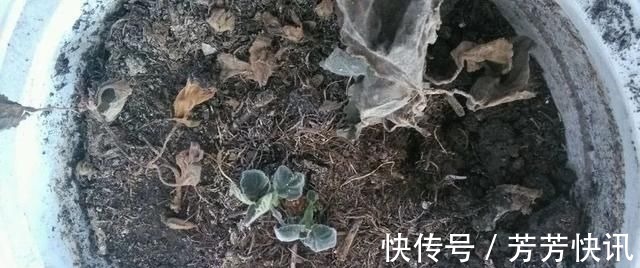 夏天这8种花赶快“断水”,一瓢水就能要了小命