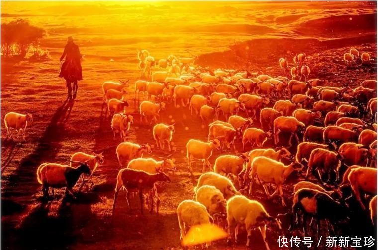 中年|可可托海的牧羊人,被爱的养蜂女为何选择离去,看哭无数姑娘