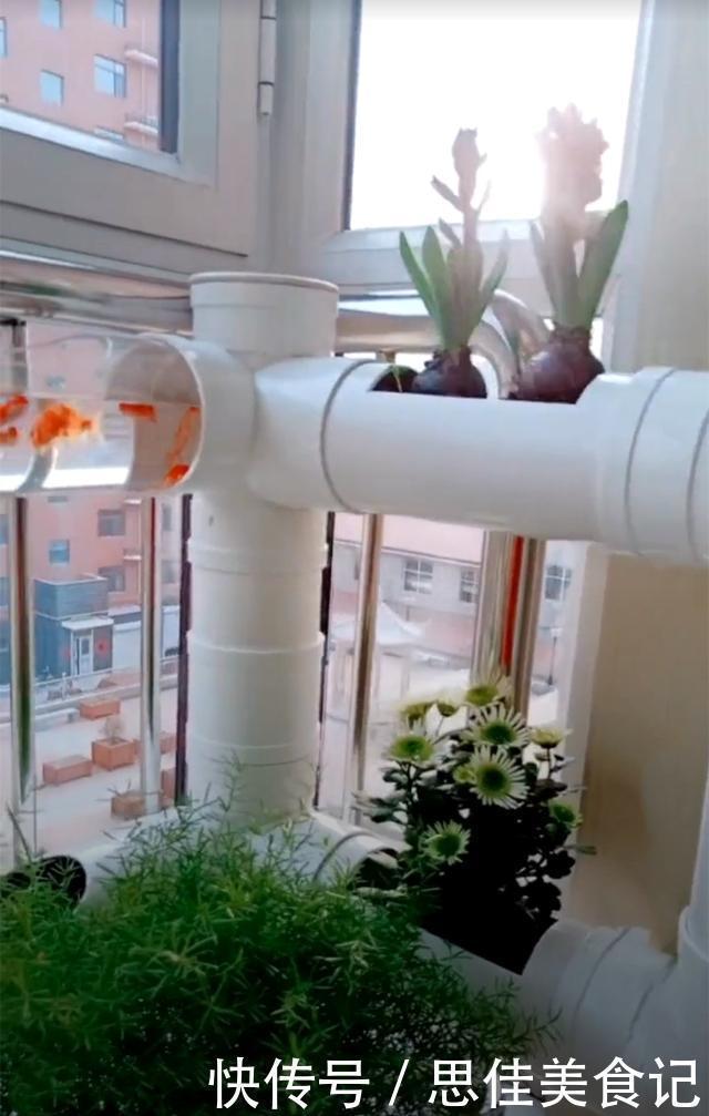 回家|去朋友家参观,被她家阳台圈粉了,塑料管养花养鱼回家我也弄一个