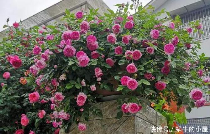 枝条|冬季月季花修剪不要“犯迷糊”,选对时间果断剪,春季开花才会多