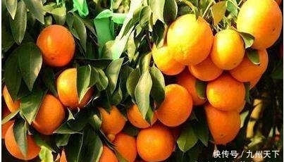 女人想长寿,吃以下食物,镇静安神、促进睡眠,预防便秘,气色好