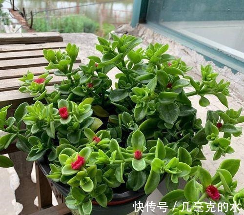 人养花，花亦养人！8种能“吃”的花，漂亮又美味，建议养一盆！