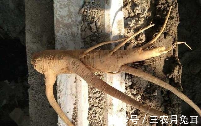 农民朋友|农村一种外来“野草”，它的根酷似人参，城里人想买都难买到