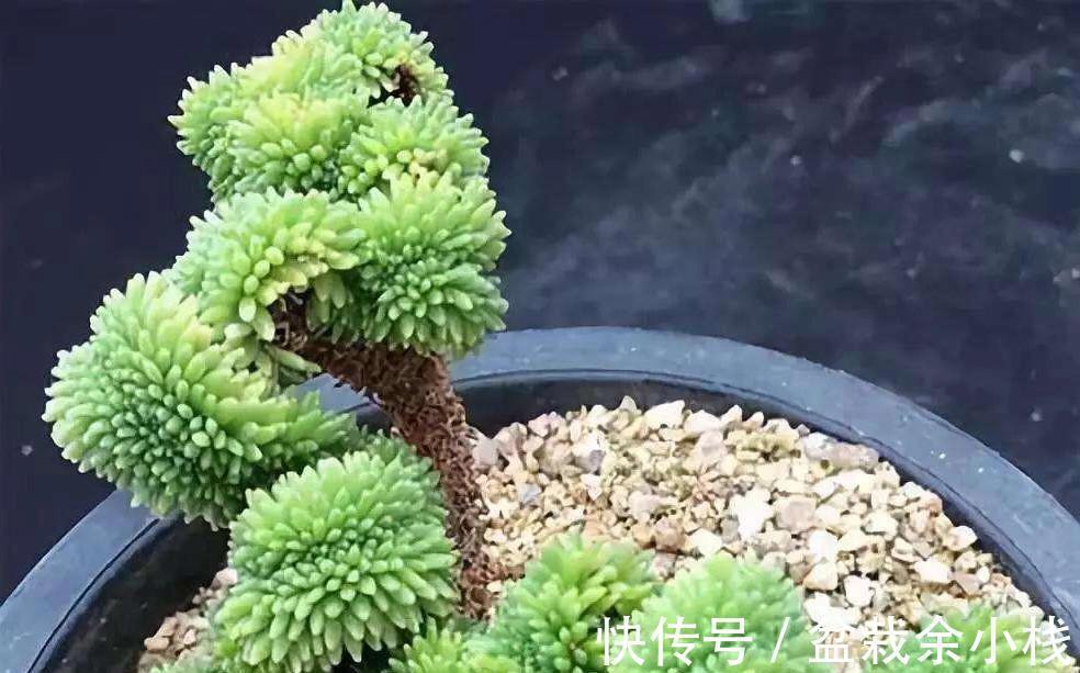 浇水|这五种和松有关系的多肉植物,不是松却有松的风姿