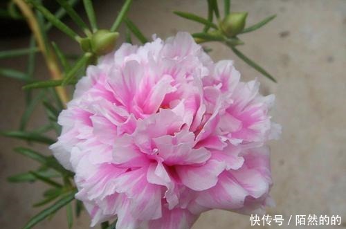 5种强悍花，个个晒不死，不晒就蔫巴，见光开大花，一开300天！