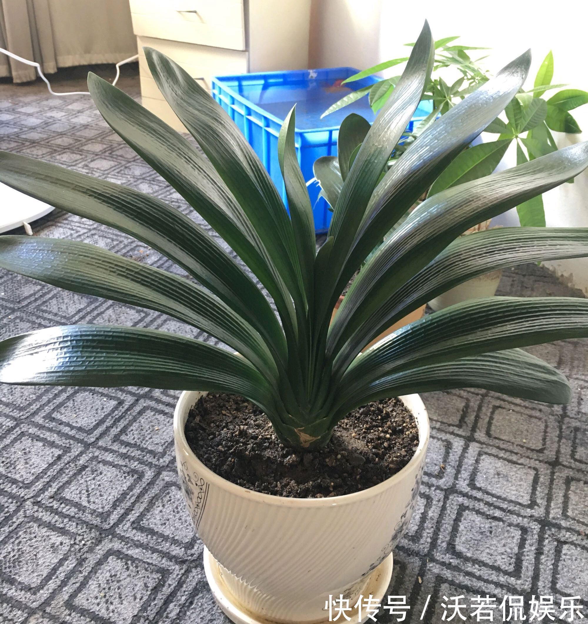 君子兰|君子兰的担心好不容易度过夏季，会不会死在秋老虎天气