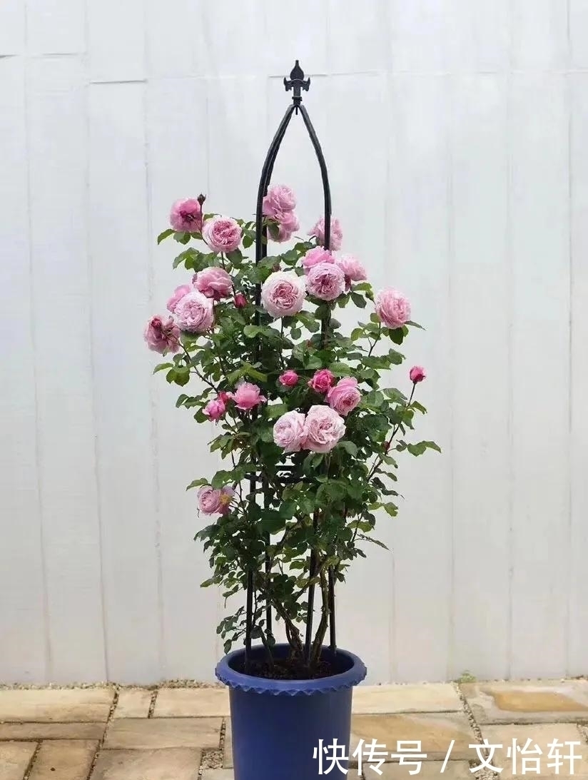 品种|100个月季品种，千姿百态，每个都很漂亮，图名并茂，值得收藏