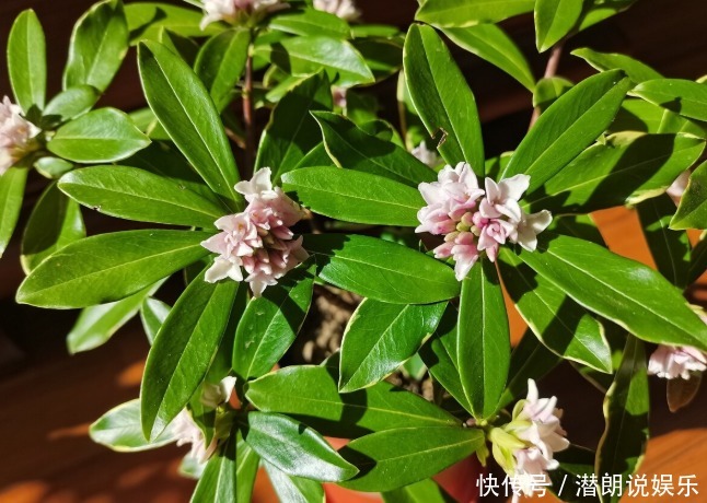 喜欢养芳香花卉的人，客厅只养一盆“夺香花”，好闻又大气