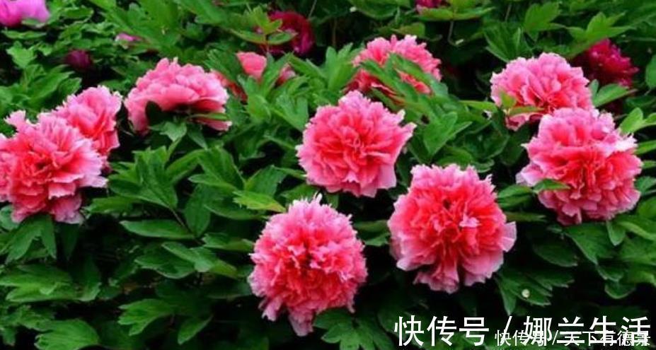 养花就养这几款,全年开花不停,花香四溢飘满屋,美