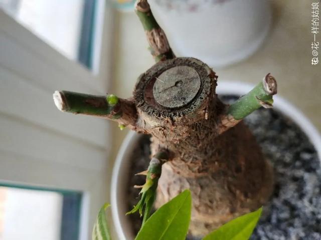 家里养盆虎皮兰，小花盆、挤着养，疯狂开花爆小崽！