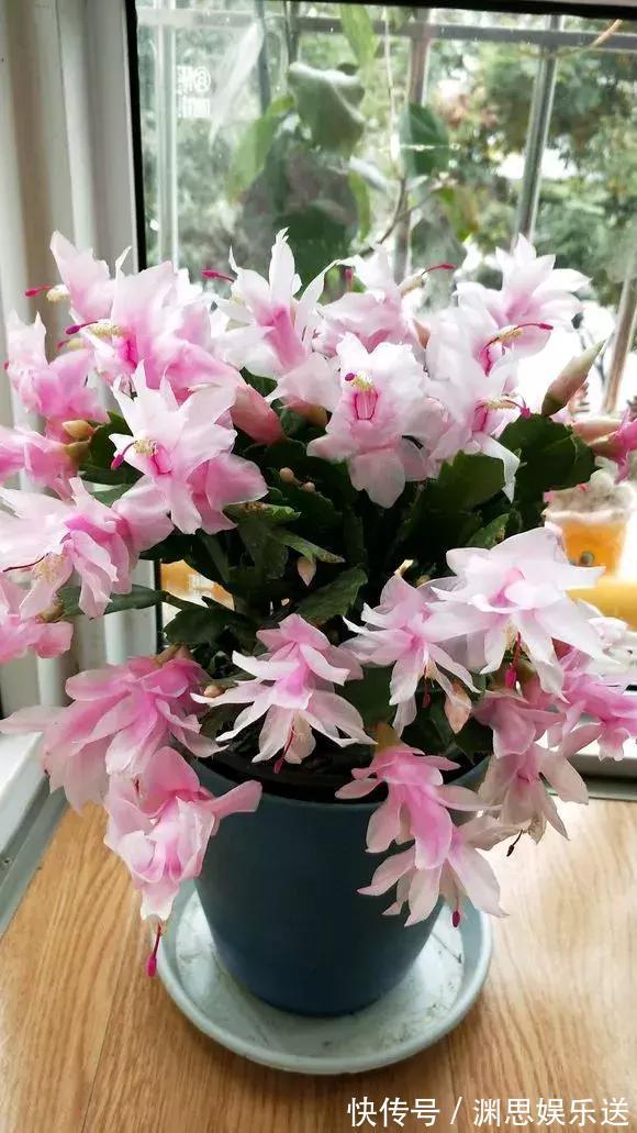 茶花蟹爪兰，喝点酒，喂点糟，晕晕乎乎就疯长，花开满枝头！