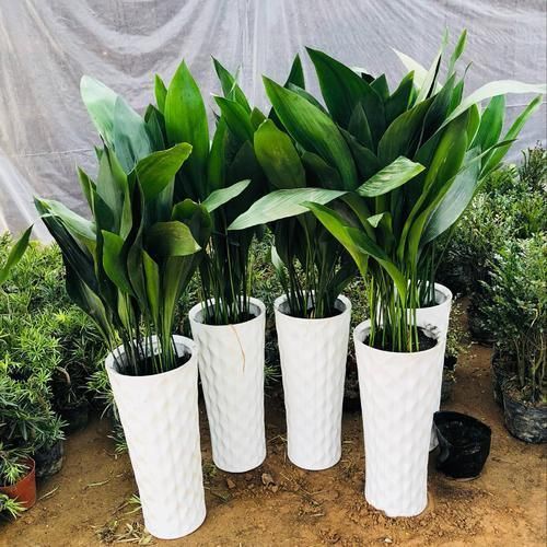 室内养花需要注意什么?初为新手,将这5点做到位就好