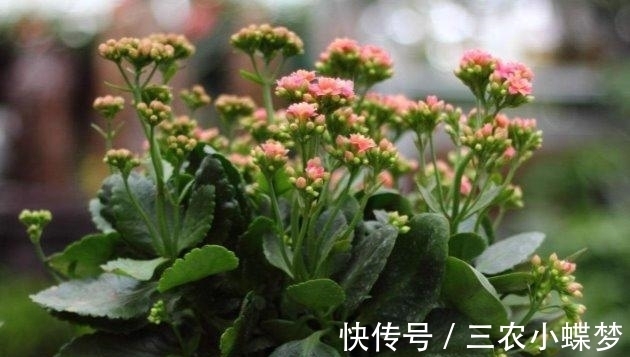 湿润|长寿花就该这样养, 阳台变成了烂漫“花海”!