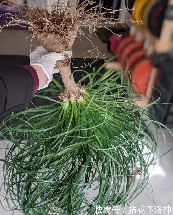 叶子天生就低垂的酒瓶兰,耐旱耐阴的观叶植物,新手必备植物