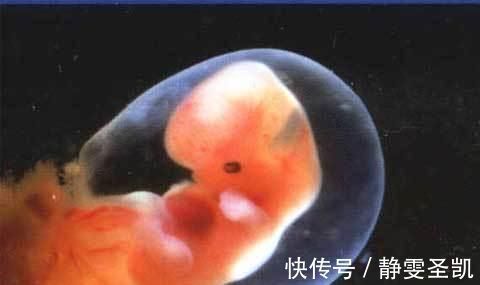 胚层|胎心胎芽出现的时间,为何有早有晚?这3个原因很说明问题