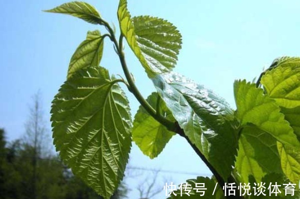 泡水|农村不起眼的三种野草泡水喝,清热降火排肝毒,就看你能不能找到