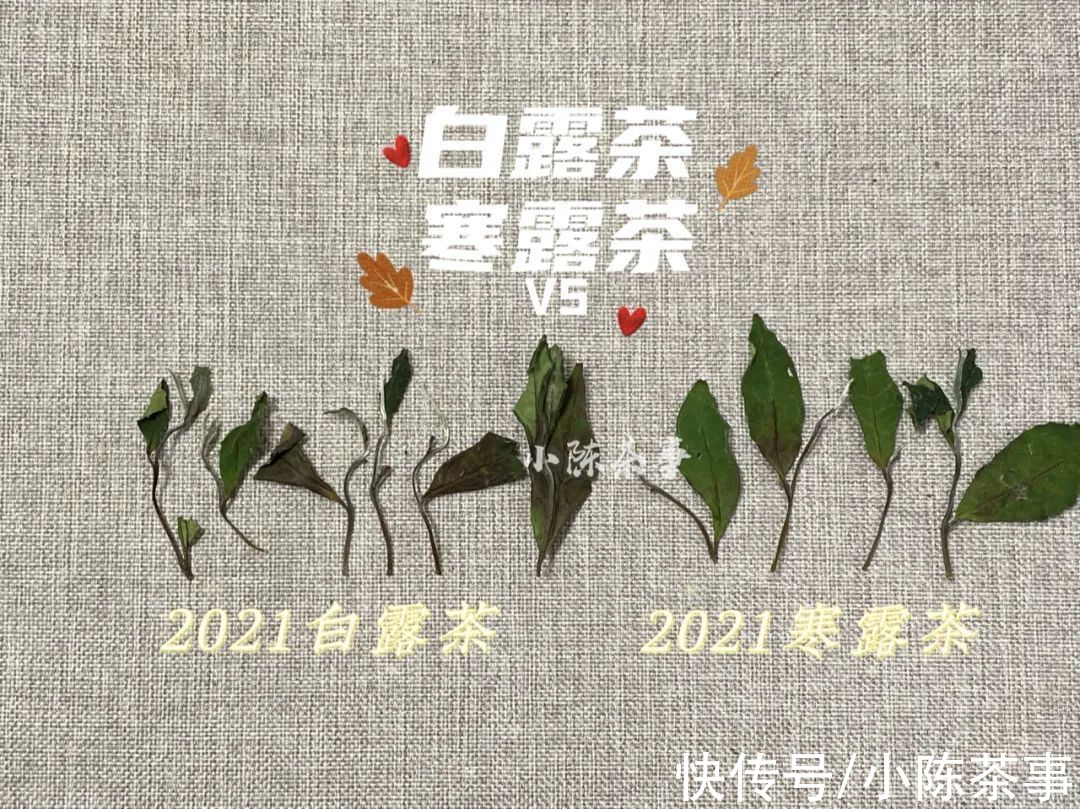 白露节@都是秋白茶，寒露茶与白露茶如何分辨？4个角度带你理清层层迷雾