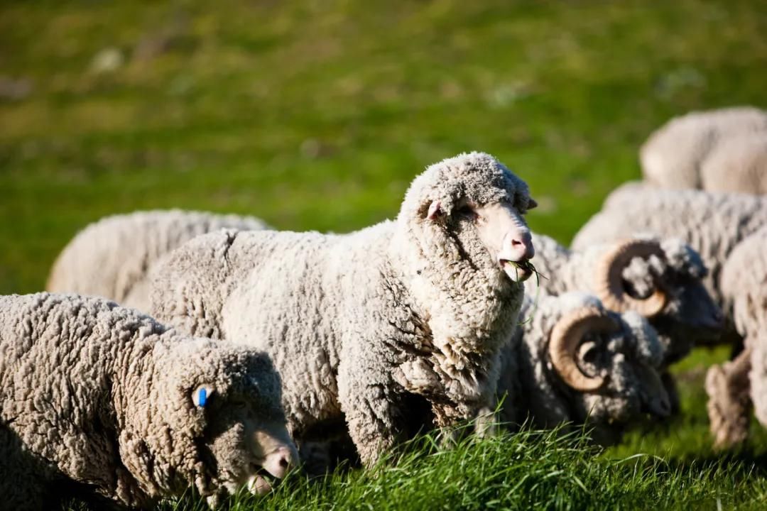  山羊|还在冲 Burberry？它才是更有“性价比”的羊绒围巾