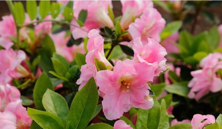 养护|春天就养5种花,好养又漂亮,花团锦簇,人见人爱!