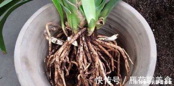 疯了|君子兰要怎么浇水注意“1点”，叶片多，长得旺，开花开疯了！