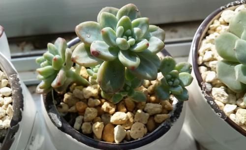 繁殖多肉的途径：砍头茎插、拿叶子催根育苗