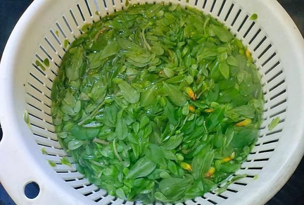 手不沾面做|鲜美好吃的马齿苋蛋饼:手不沾面做的快,营养美味适合当早餐