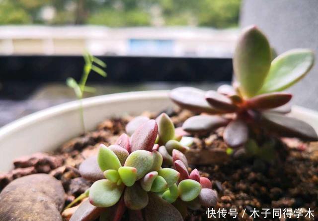 叶子|最好繁殖的三种花,掰一把叶子撒土里,疯狂长根爆芽