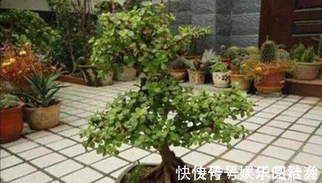 修剪|养金枝玉叶,怎样修剪、整形,才能把它打造成更美观的盆景