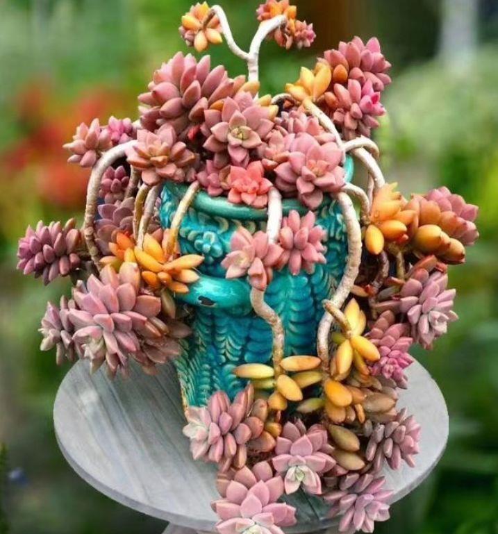 五种多肉,倒吊着,枝条流出花盆,一道“肉窗帘”