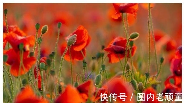 命理|两周后,旧爱离开,乌云散去,春暖花开,流连忘返,迎来美好生活