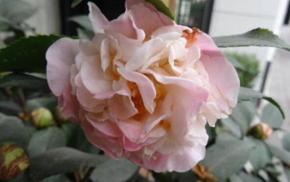 养花就养几种花,家里养一盆,开花爆盆很漂亮,越养越喜欢