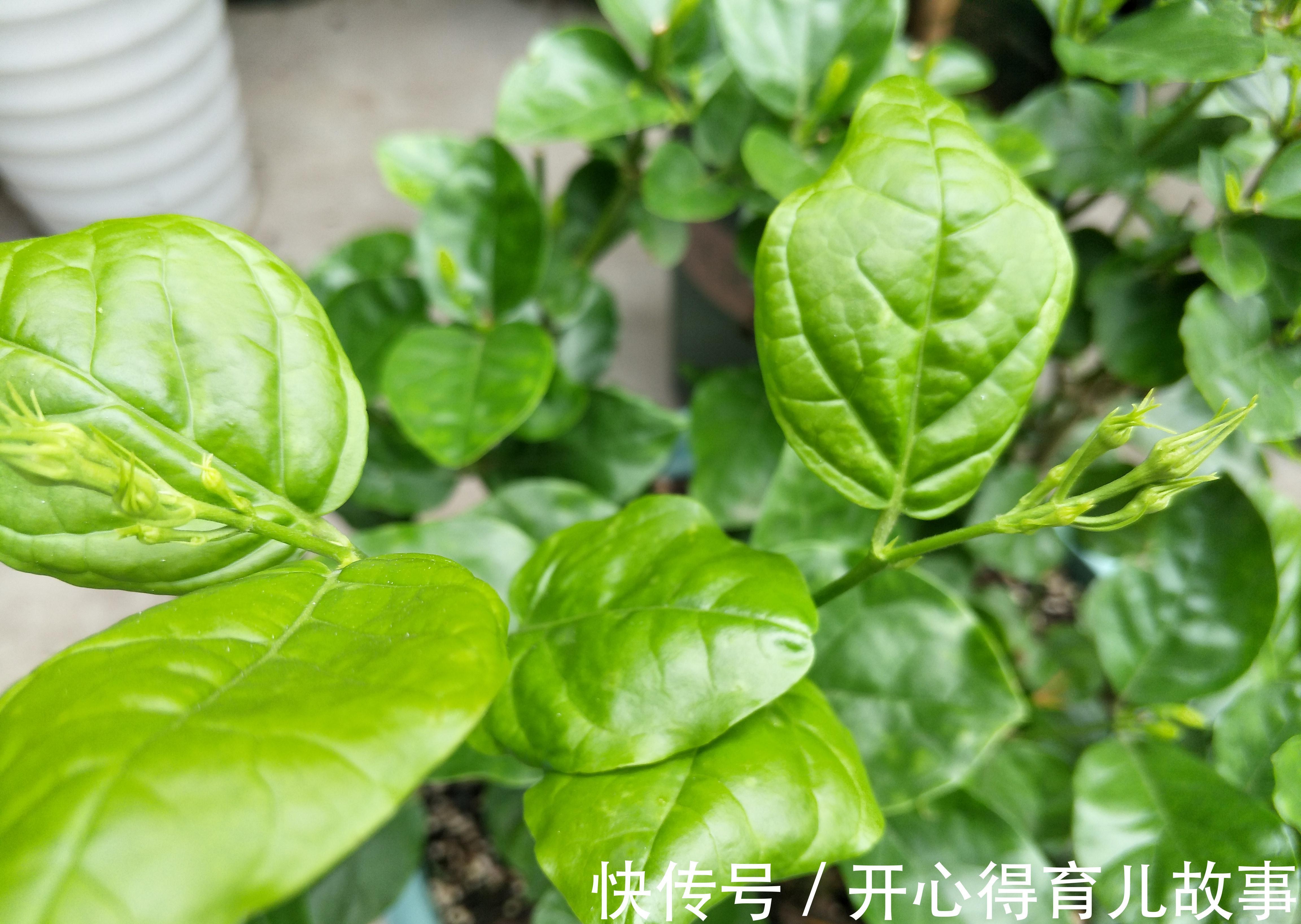 茉莉花修剪后新芽萌发,别忘了给它加点餐,再次开花更美观