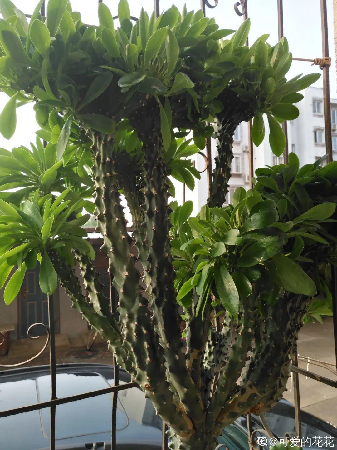 叶子|家里养棵“丑八怪”,霸气镇宅,越养越爱