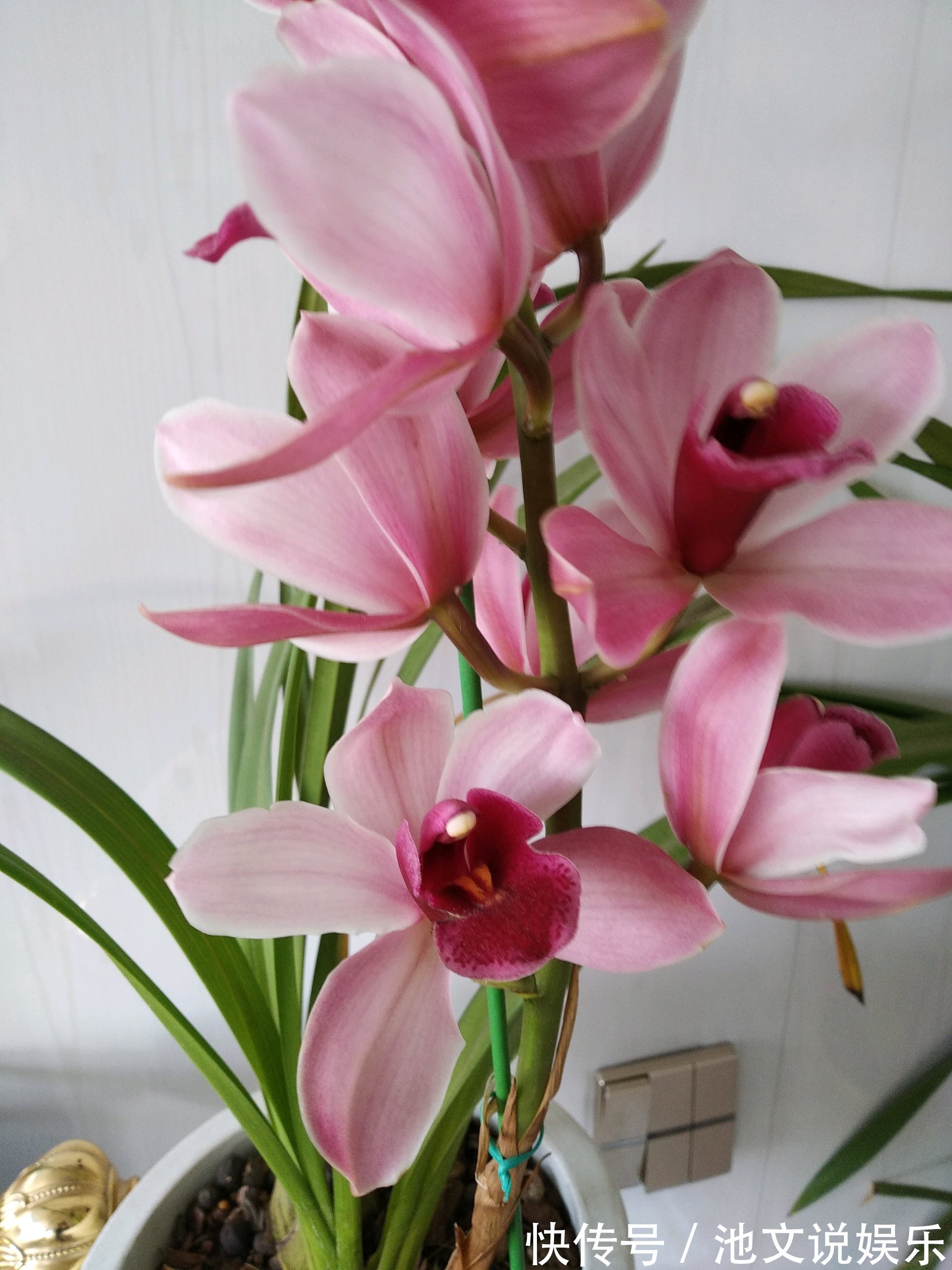 花盆|养大花蕙兰，选错花盆有风险，好多兰友易忽略，根系往外长