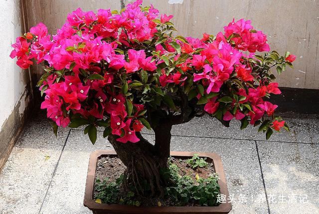 做好“2点”后，三角梅花朵似锦，四季开花不断！