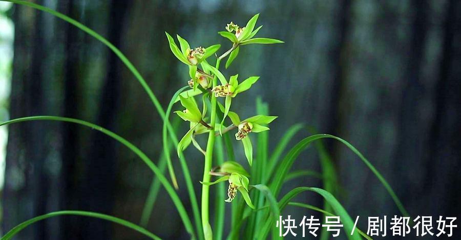 兰花常见问题一览，对症下药，你也是养兰高手