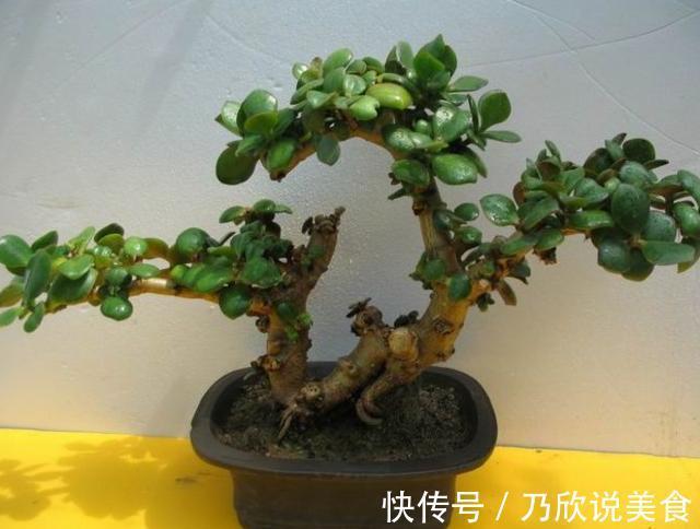 想要养出“老桩盆景”，首选这“2种”植物，6个月就能养成