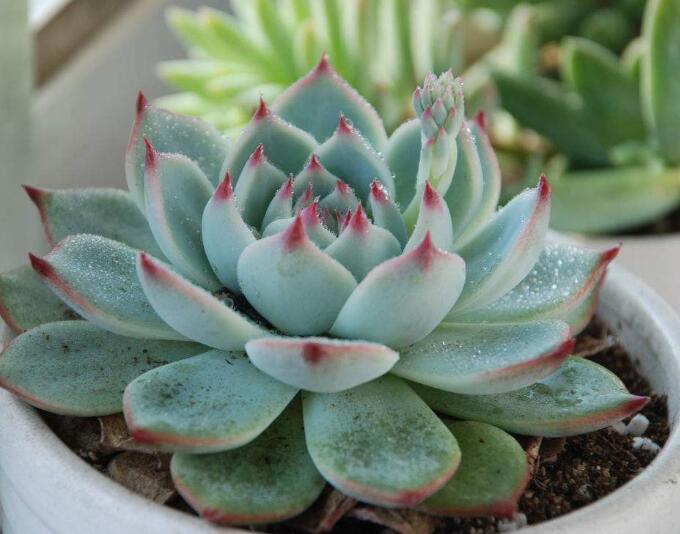 夏天多肉叶子一碰就掉以下3种原因才是罪魁祸首，现在挽救不迟