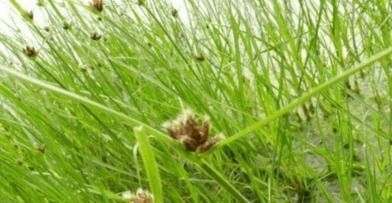 农村一种草被称为“光棍草”,别嫌弃它,可谓全身都是宝!