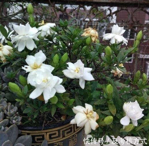 老黄叶|栀子花老黄叶、不开花？让你的花年年爆盆，花开百朵！