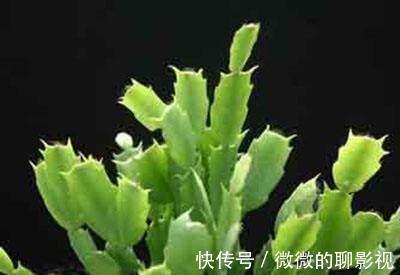 这么给蟹爪兰浇水,蟹爪兰不但没死,还越长越好