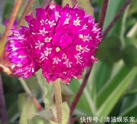 客厅|客厅养盆“千日红”,花朵鲜艳、不“凋零”,一养就是几十年